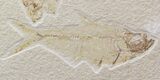 Bargain Diplomystus & Knightia Fossil Fish Plate - Wyoming #39440-1